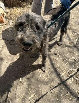 GRAY 🐾❤️ liebevoller Senior - Eichendorf