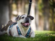 Französische Bulldogge Kuba - Hamburg