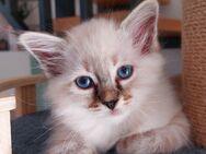 Heilige birma kitten (Jungs) - Marl (Nordrhein-Westfalen)