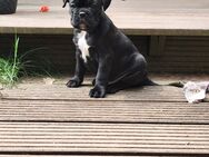 Franz. Bulldogge/ Boxer - Waltershausen