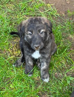Mischlinge von Schäferhund - Amelinghausen