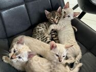 Weiße Bengal Kitten suchen ein Zuhause - Lüneburg