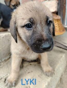Lyki ist ein lieber, süßer Kerl - Berlin
