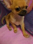 Zwei Chihuahua-Rüden zum verkaufen in 46045