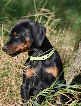 Dobermann Welpen - Breddin
