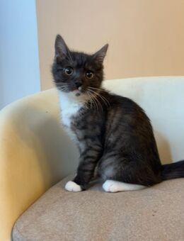 Baby Katze - Hamburg Altona