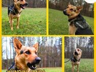 Amira Schäferhund Mischling Hündin - Margetshöchheim