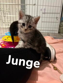 6BKH Babys, entwurmt+entfloht+Starter Paket, ab Februar - Gelsenkirchen