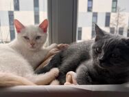 2 BKH Kater/Katze - Schönefeld