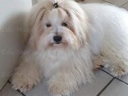 Wunderschöner Coton de Tulear Deckrüde - Heeßen