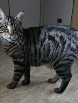 Verspielter Kater Jimmy Maincoon Mix sucht liebevolles neues Zuhause 🐾 - Lilienthal