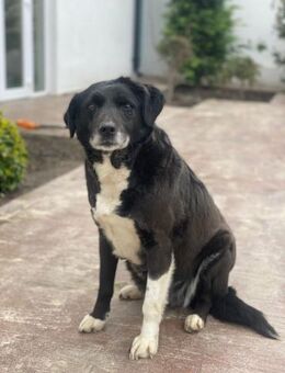 Zuhause für Gretel gesucht - Celle