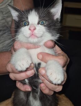 Katzenbaby Sucht neues Zuhause - Walldorf (Baden-Württemberg)