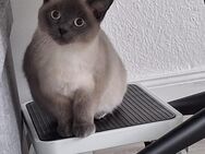 Britisch Kurzhaar Kater,11 Monate alt, mit viel Zubehör abzugeben - Hannover