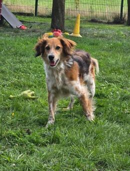 Toni sucht -Tonimenschen- mit 1. Hund - Jade