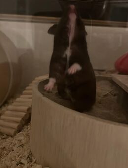Hamsterdame sucht neues zuhause + Zubehör - Dresden