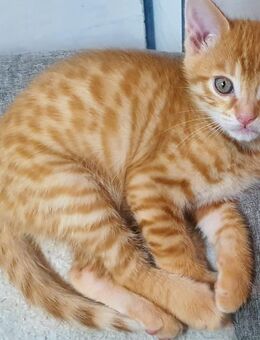 4 Bengal Mix EKH glückskatze Kitten - Forbach