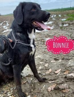 Bonnie wartet viel zu lange in Tierheim - Mannheim