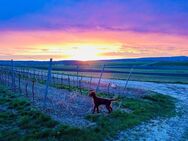 Ruhige Lage an den Weinbergen, dazu perfekt angebunden und voll erschlossen - Gau-Algesheim