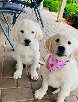 Golden Retriever Welpen sofort abzugeben - Haldensleben