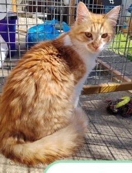 Carlo, zauberhafter Kater - Geilenkirchen