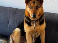 Lena: Traumhündin sucht Familie - Neustadt (Rübenberge)
