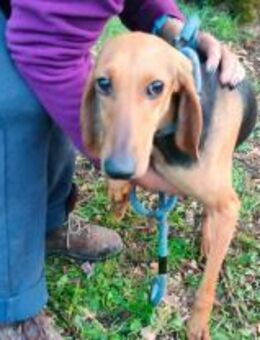 Rumba - sanftes, scheues Hundemädchen - Würzburg