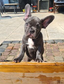 Französische Bulldogge Welpen - Krefeld