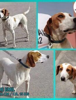 Emil Istrianer Bracken Mischling Rüde - Margetshöchheim