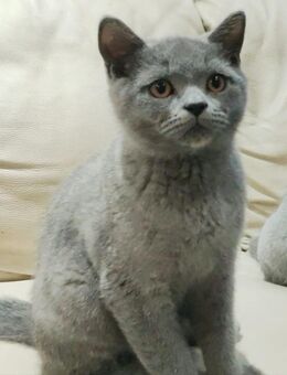 BKH Kitten Kater - Gladbeck Zentrum