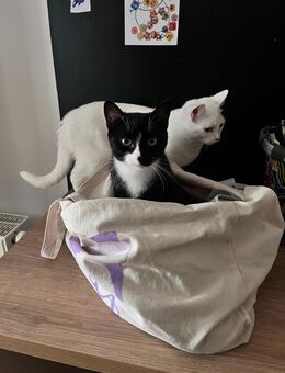 Geschwister paar Kater 1 Janz jung - Bottrop