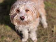 Bilbo ist ein Toller Familienhund - Herne Baukau