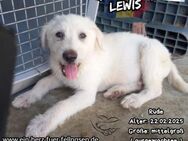 LEWIS - möchte in die weite Welt reisen - Waakirchen