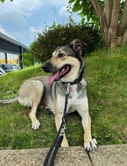 Ahri-sucht hundeerfahrene Menschen🐶 - München