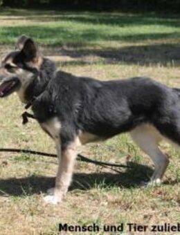 Alina möchte endlich ein Zuhause - Berlin