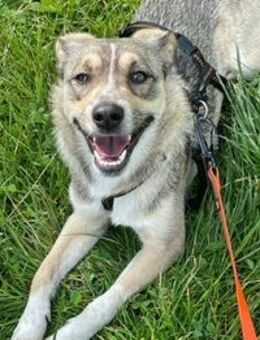 Superschatz Luka sucht seine Menschen - Gilching