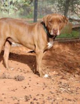 Simone auf der Suche nach dem Glück - Fronreute