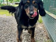 Paco - Würzburg