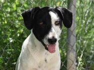 Domino und Geschwister gefunden Mr - Ludwigshafen (Rhein)