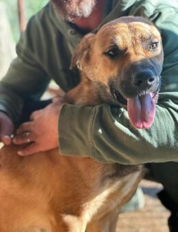 Otis ist bezaubernd 🐾 - Elsdorf (Nordrhein-Westfalen)