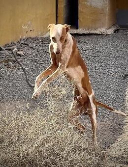 Antonio sucht seinen Menschen ❤️ - Vechelde