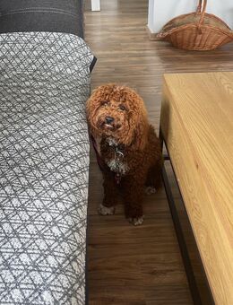 Maltipoo Deckrüde - Meßkirch Zentrum