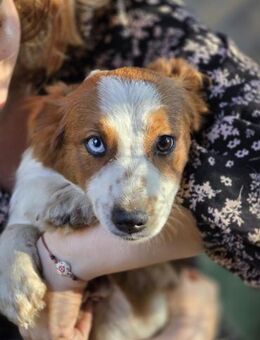 Polly sucht ein Zuhause - Olfen