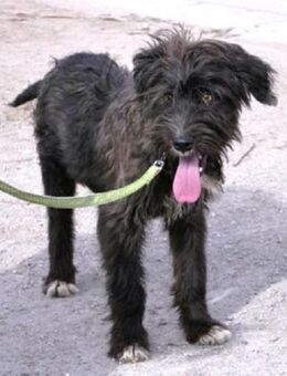 Fridolin ist ein putziger, lustiger Kerl - Karben