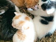 Süße Katzenbabys - Callenberg