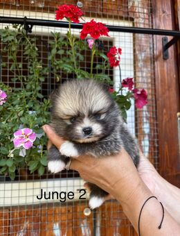 Pomeranian Zwergspitz - Laudenbach (Bayern)