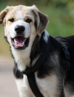 PLUMA ☀️ unser purer Sonnenschein! - Neudenau