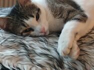 Kater sucht neues Zuhause - Beckum