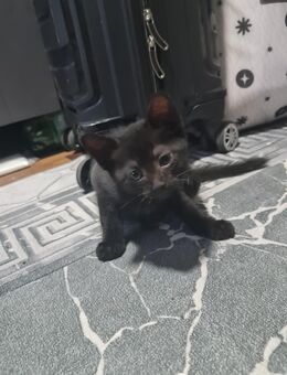 Katze schwarz - Düsseldorf