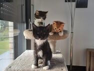 3 Kitten - Oderaue